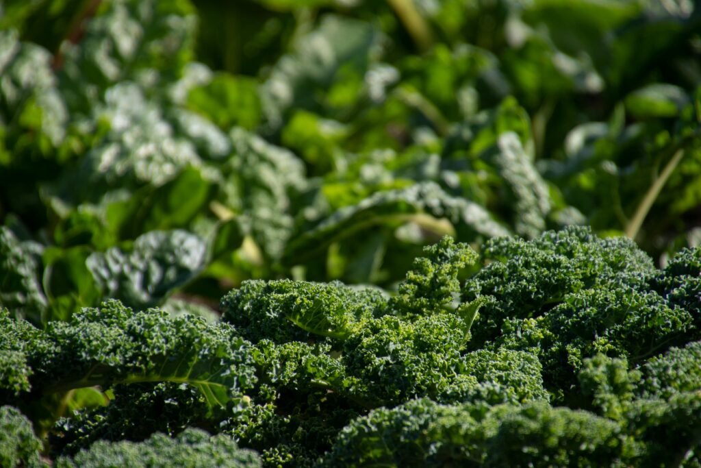 Vivid close-up of organic kale leaves basking in sunlight, showcasing natural freshness